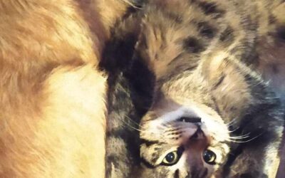 AKTUALNA LISTA POTRZEB I PUNKTY ZBIÓRKOWE – AZYLE W UKRAINIE.