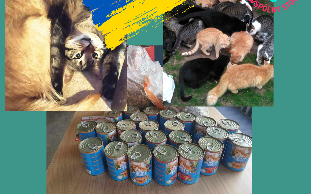 Care Ukraine – wsparcie dla azyli w Ukrainie.